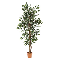 �ϗt�A�� �t�B�J�X 690 B�C���[�W�摜